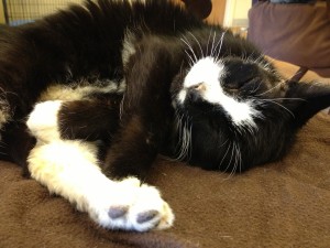 Is that a pillow? I'll snuggle it. 