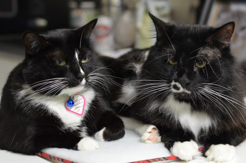 Chops and Kelly, lovebirds, or lovecats, I guess.