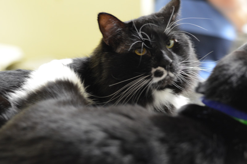 Gosh, I wonder why they call you "Chops."