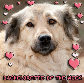 Cassie: Love on Three-Legs