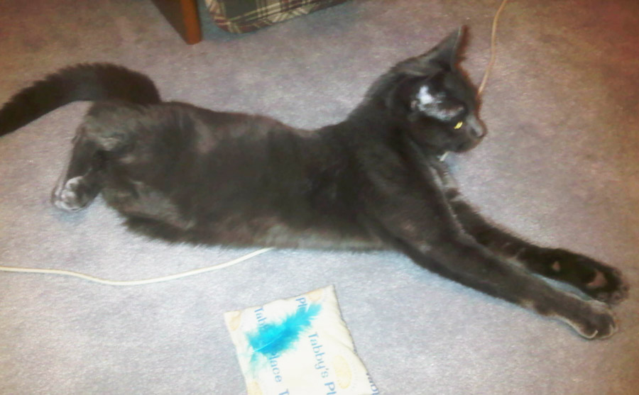 D'Art and his Tabby's Place toy