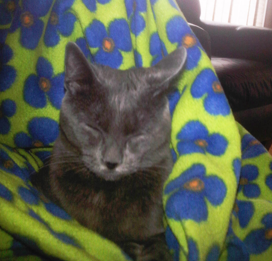 D'Art enjoying a Canadian nap