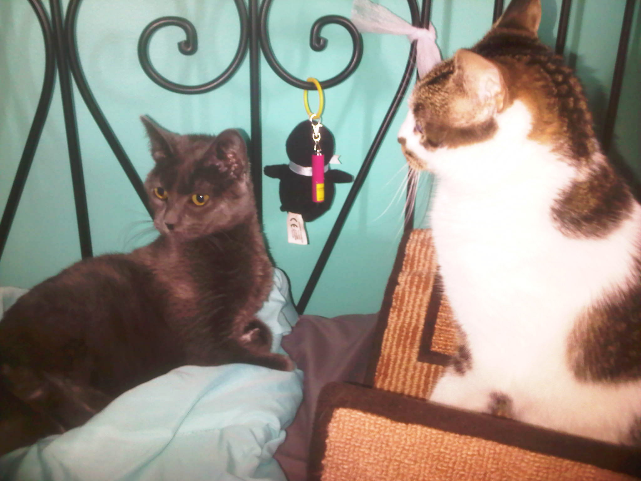 D'Art and Little Meow