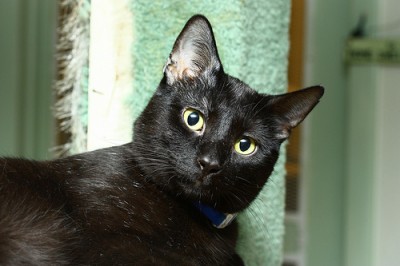 cat guardians kansas