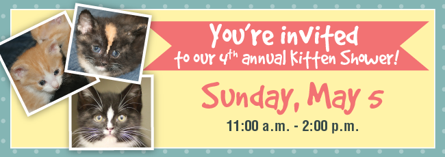 KittenShower-header