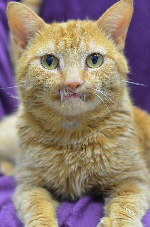 Orange G, All Smiles