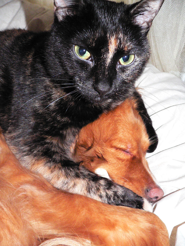 Mrs Peabody, Adult, hugging (or strangling?) dog