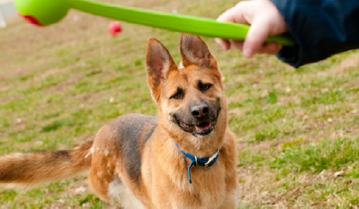 pets with disabilities