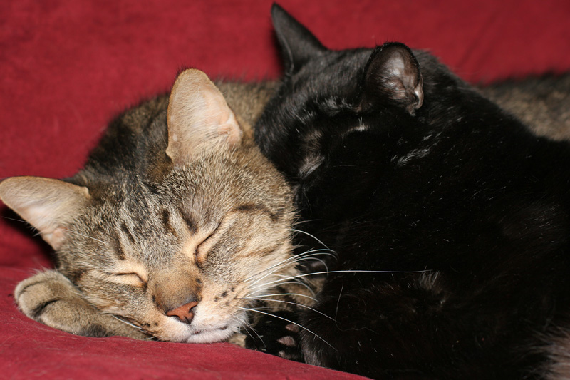 Rocky and Niles Snuggling