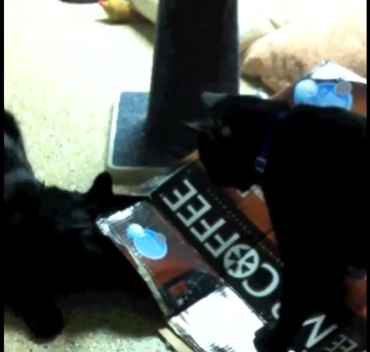 cat guardians kansas