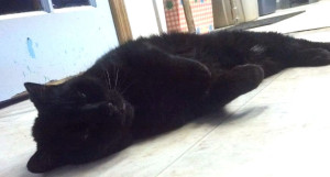 tree house lead belly 2