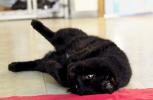 tree house lead belly