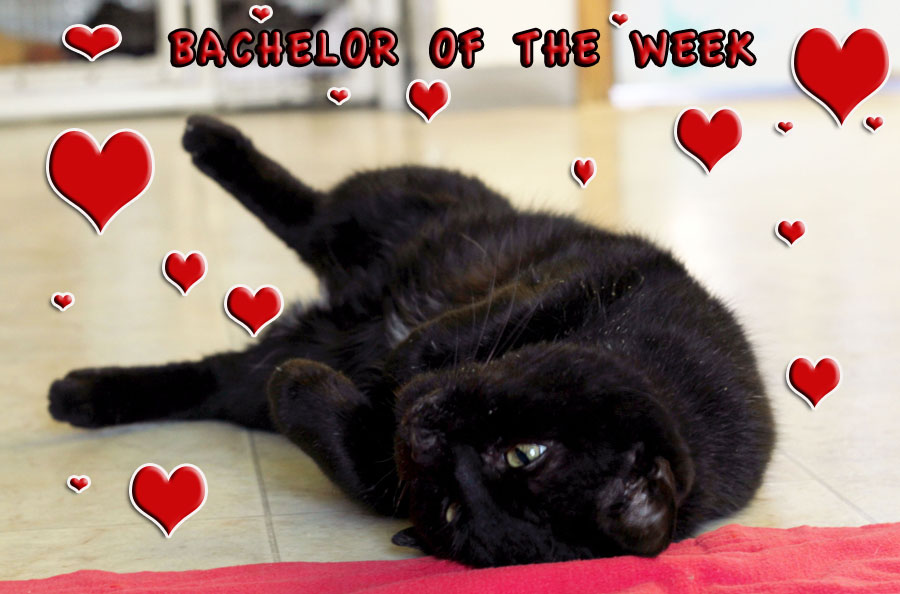 Lead Belly: Love, Chicago-style