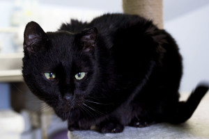 Lead Belly Tree House