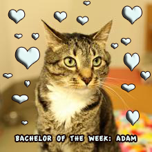 Adam: Sweet, Lovable, Incontinent, Cuddly