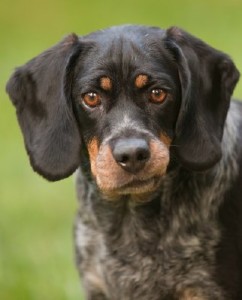 pets with disabilities 