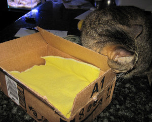 Rubbing the box for luck