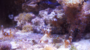 Shrimp, dancing, amazing.