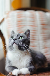 Edith, dreaming of you, her new love