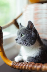 Chirp. Chirp. Chirp.