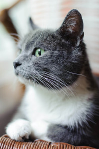 Contemplating dinner. And breakfast and lunch, too. 