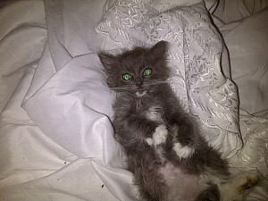 Barbossa, captain of your heart