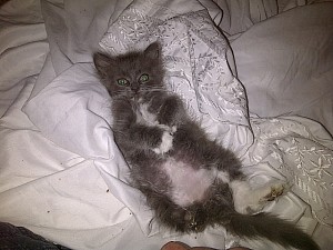 Barbossa, Captain of your heart