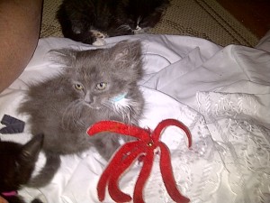 A Kraken! I shall slay it for our love! 