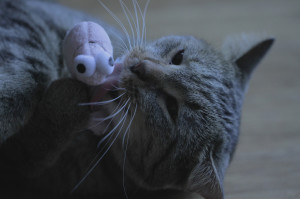 I love you, Shrimpie.