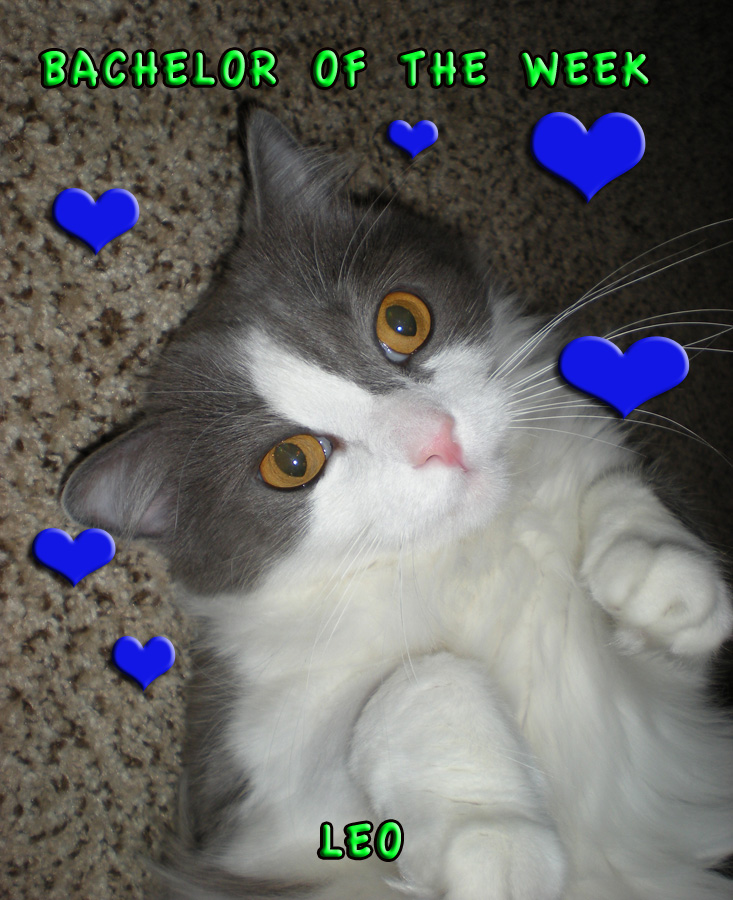 LEO: Looking for a piscese, or capricorn, or whatever. He's not picky. 