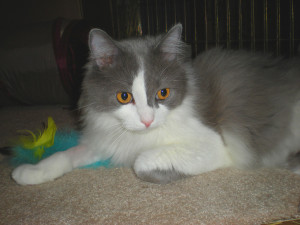 No seriously, what's in that food? This is VERY important! 