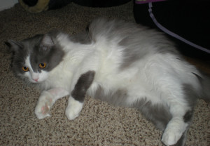 Come zerbert my tummy. You know you want to.