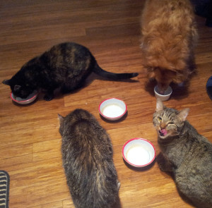 Four out of five in our household have never turned it down