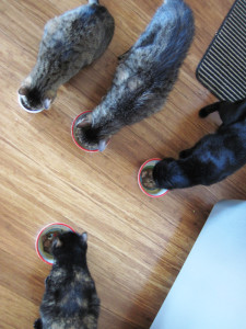 clear conscience pet supergravy