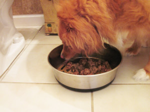 clear conscience pet supergravy