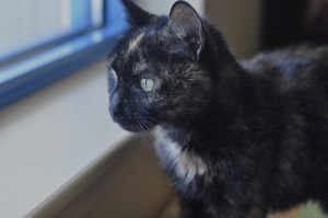 Waiting for you, toothless, clawless, but full of heart. 