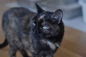 "Come alone. No other cats."