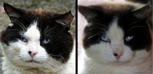 Domino, DF (during feral) & AF (after feral). 