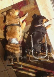 Lovey Loaves Pups Having A Lie Down