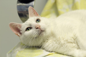 Watching as the marinara begins to drizzle into his soft coat 