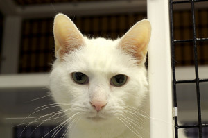 His fur glows in the dark! 