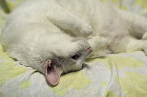 Marshamallow Puffer Stuffer Wuggie Wuggie Wump Wuzzle Goo