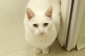 Delicious, loveable, non-edible Cannelloni