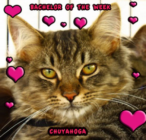 chuyahogabachelor