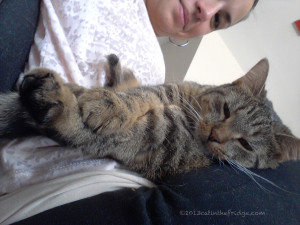 Three paws to stump style