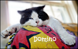 domino