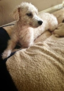 Keeping watch, hoping love will wash ashore