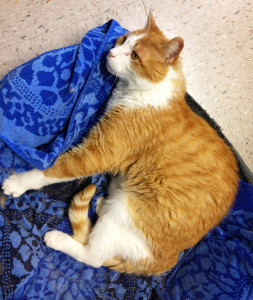 Contemplating his life and enjoying every moment with his soft blankey