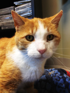 Friendly and never grumpy, Morgan is ready to love you.