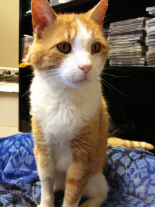 Despite his illness, Morgan is always on the lookout for treats. 